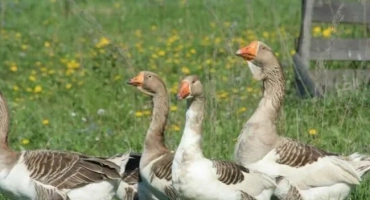 Домашна гъска: правилна поддръжка, грижа и размножаване. Преглед на най -добрите скали и видове